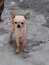 Chihuahua