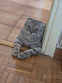Scottish Fold
