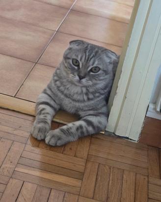 Scottish Fold