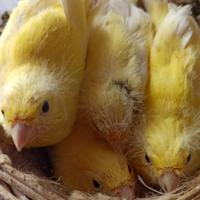 Canarini Malinois, anno 2025