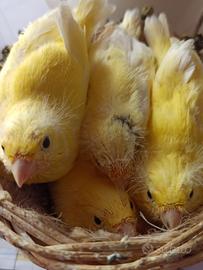 Canarini Malinois, anno 2025