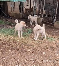 Cuccioli mix maremmani