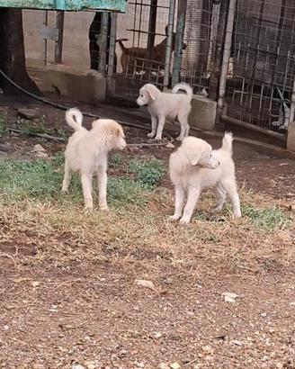 Cuccioli mix maremmani