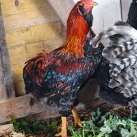 Gallo araucana