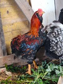 Gallo araucana