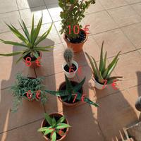 Varie piante grasse