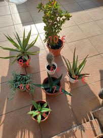 Varie piante grasse
