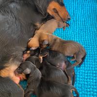 Bassotto tedesco nano