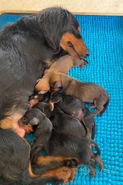 Bassotto tedesco nano