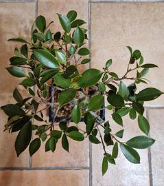 Bonsai ficus