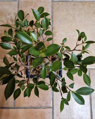 Bonsai ficus