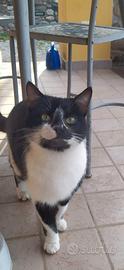 Gatto domestico bianco e nero