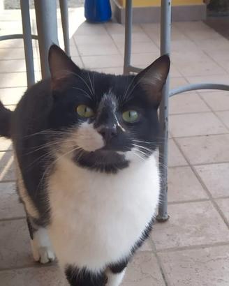 Gatto domestico bianco e nero