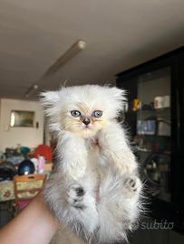 Vendita Gattini Persiani