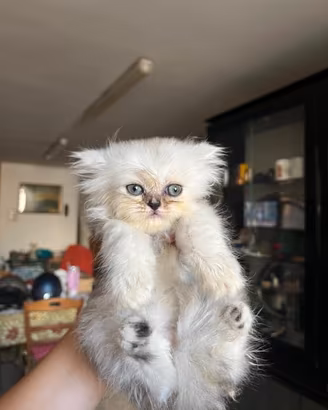 Vendita Gattini Persiani