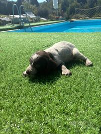 Cagnolino da tartufo