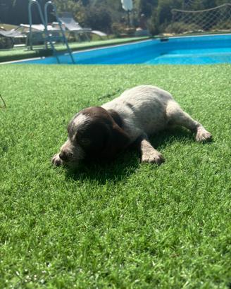 Cagnolino da tartufo