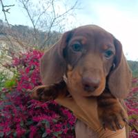 Bassotto tedesco originale