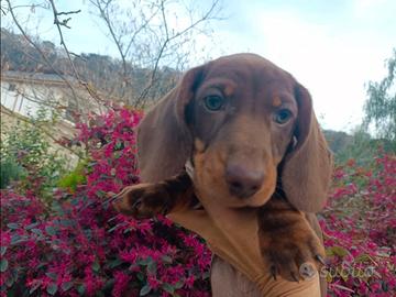 Bassotto tedesco originale