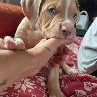 American Pitbull Terrier