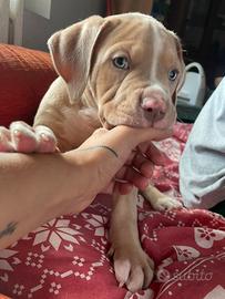 American Pitbull Terrier