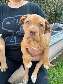 Vendita cuccioli di pitbull