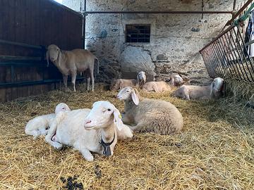 Gruppo di pecore e montone ARR