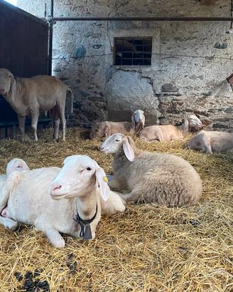 Gruppo di pecore e montone ARR