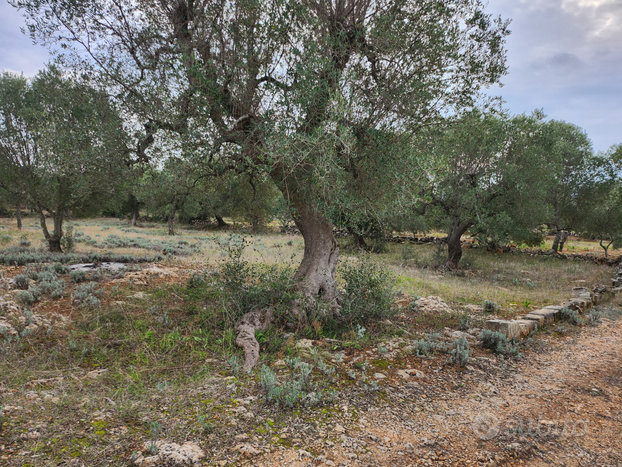 Terreno agricolo con ulivi