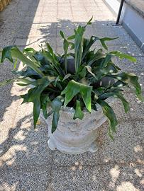 Splendido vaso da giardino