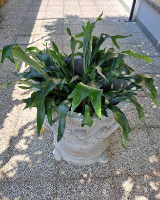 Splendido vaso da giardino