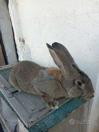 Coniglio Maschio gigante delle fiandre di 8 mesi