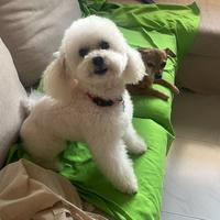 Barboncino nano Stallone