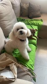 Barboncino nano Stallone