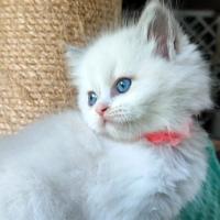 Cuccioli Ragdoll con pedigree