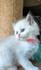 Cuccioli Ragdoll con pedigree