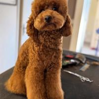 Barboncino (barbone) nano Enci per monta fulvo