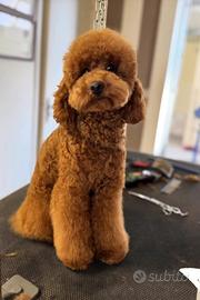 Barboncino (barbone) nano Enci per monta fulvo