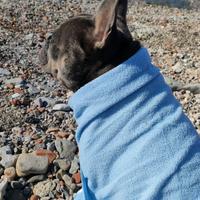 Bulldog Francese 3 anni