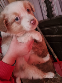 Australian shepherd Femmina RedMerle
