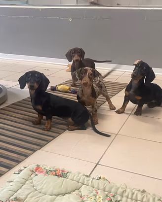 Cuccioli di tipo Bassotto tedesco nano
