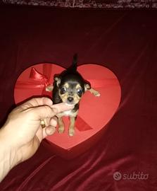 Chihuahua Toy mini