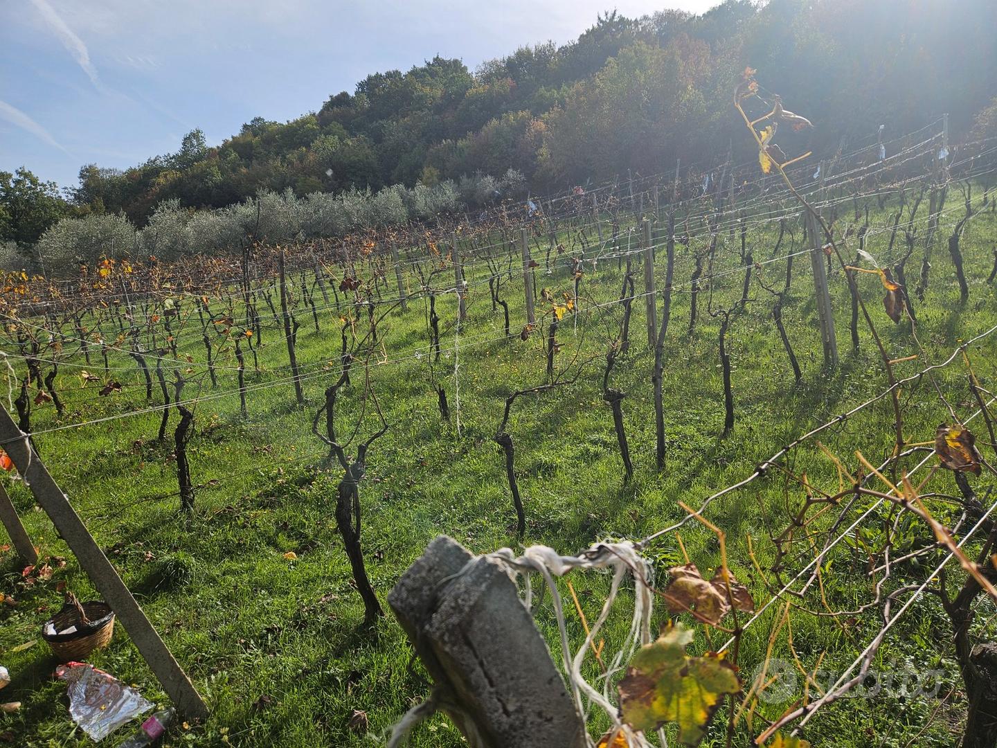 Terreno agricolo adibito a Vigna e Uliveto - Vista 4