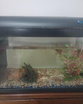 acquario 50 litri