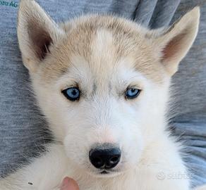 Cuccioli di Siberian Husky