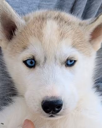 Cuccioli di Siberian Husky