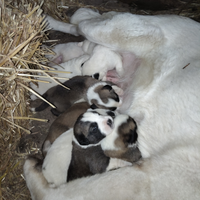 Cuccioli pastore dell Asia centrale