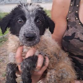 Augusto: cucciolo
