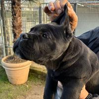 Cane corso maschio di 75 giorni