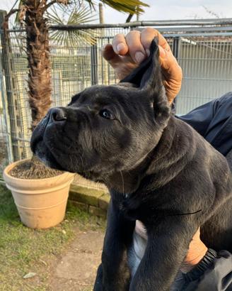 Cane corso maschio di 75 giorni